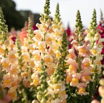 Lauvmutīte 'Costa Apricot II'